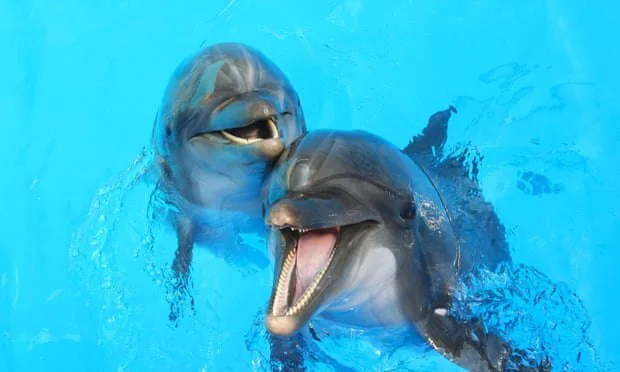 هوش مصنوعی به ما پشتیبانی خواهد کرد تا نام مخفی حیوانات را کشف کنیم!_دریای تکنولوژی 10 در این مطالعه که در مجله Science هفته منتشر شد، دانشمندان ادعا کرد که مارموستها با نامی خاص دوستان میمون خود را صدا میزنند.